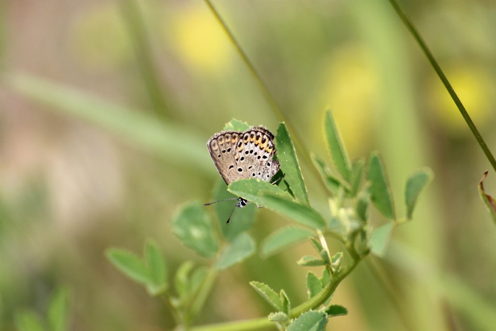 Plebejus ... ?